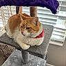 animal, bandana, carpeted, cat, cat_tree, cozy, cute, domestic, feline, fur, home, indoor, natural_light, orange_cat, pet, purple_blanket, relaxed, resting, white_cat, window_blinds