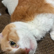 Bj is registered to the contest to win money with this photo: animal, background, blurry, cat, close_up, cute, domestic_cat, eye, feline, fur, indoor, lying_down, mammal, nose, orange_cat, pet, relaxed, soft_focus, whiskers, white_fur