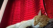 Bj is registered to the contest to win money with this photo: animal, cat, closeup, comfortable, cozy, domestic_cat, fur, furry_blanket, home, indoor, nap, orange_cat, peaceful, pet, red_curtain, relaxed, resting, sleeping, soft_texture, white_cat