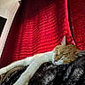 animal, cat, closeup, comfortable, cozy, domestic_cat, fur, furry_blanket, home, indoor, nap, orange_cat, peaceful, pet, red_curtain, relaxed, resting, sleeping, soft_texture, white_cat