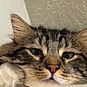 Wilbur is registered to the contest to win money with this photo: animal, cat, closeup, cute, ears, expression, eyes, face, feline, fluffy, fur, indoor, looking, mammal, nose, pet, portrait, soft, tabby, whiskers