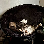 Wilbur joined the competition — help win amazing prizes! animal, cat, chair, comfortable, cozy, curled, cushion, domestic, feline, fluffy, fur, home, indoor, paw, pet, relaxed, resting, sleeping, tabby, whiskers