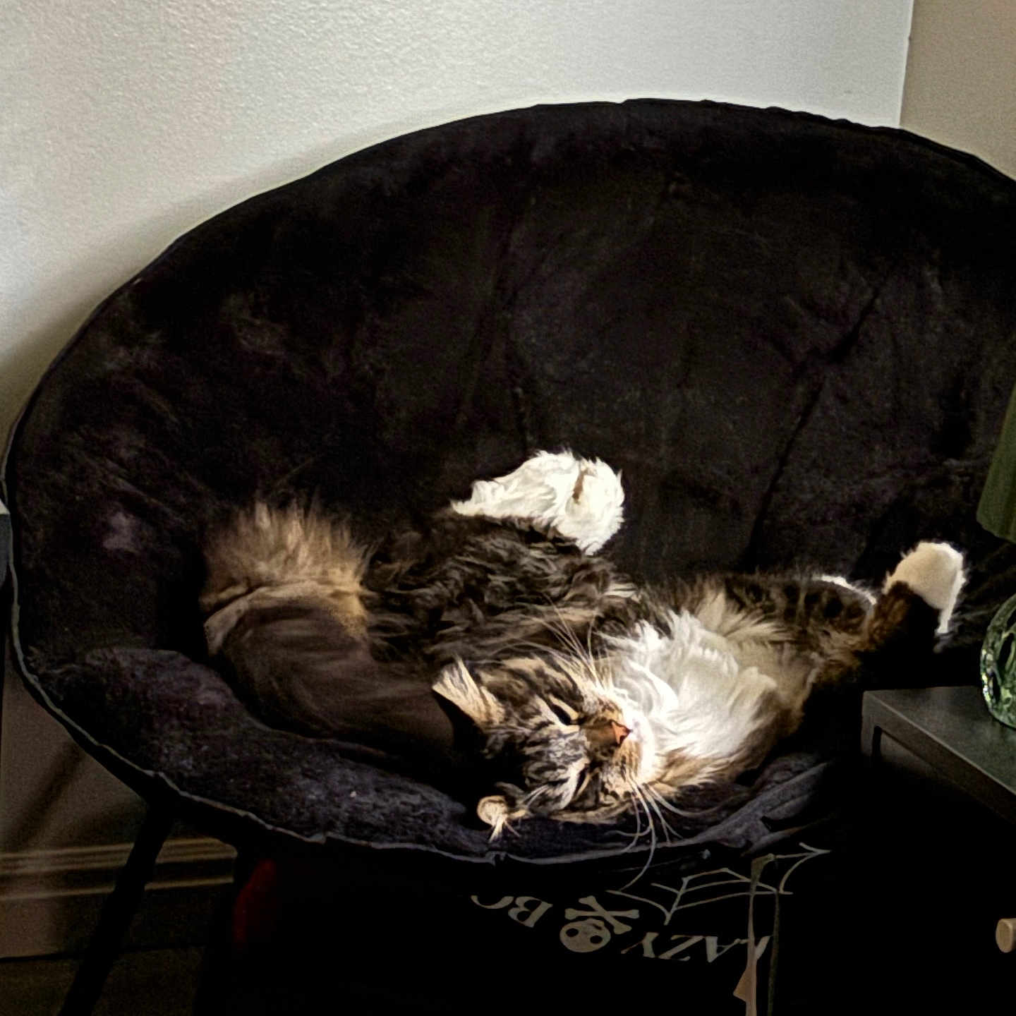 Wilbur joined the competition — help win amazing prizes! animal, cat, chair, comfortable, cozy, curled, cushion, domestic, feline, fluffy, fur, home, indoor, paw, pet, relaxed, resting, sleeping, tabby, whiskers