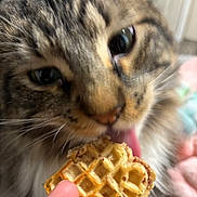 Wilbur is registered to the contest to win money with this photo: animal, blurry, cat, close_up, cozy, curious, cute, domestic, feline, finger, food, indoor, licking, pet, snack, soft_focus, tabby, tongue, waffle, whiskers