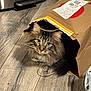 cat, tabby, green_eyes, paper_bag, curious, indoor, floor, wooden_floor, pet, feline, whiskers, fur, tail, domestic_animal, household, playful, cute, animal, mammal, looking
