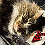 Wilbur joined the competition — help win amazing prizes! cat, tabby, fluffy, fur, closeup, sleepy, cozy, blanket, patterned_blanket, indoor, pet, resting, whiskers, face, animal, cute, soft, relaxed, sunlight, warm