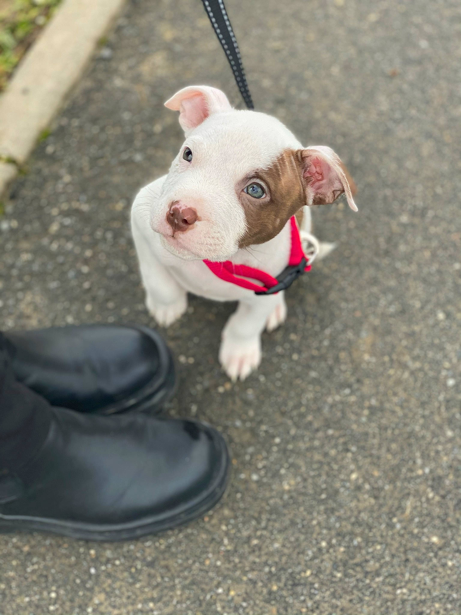 Jaïko participe au concours pour gagner de l'argent avec cette photo : asphalt, carnivore, collar, companion_dog, dog, dog_breed, dog_collar, dog_supply, fashion_accessory, fawn, foot, grass, leash, pet_supply, road_surface, snout, sporting_group, tail, whiskers, working_animal