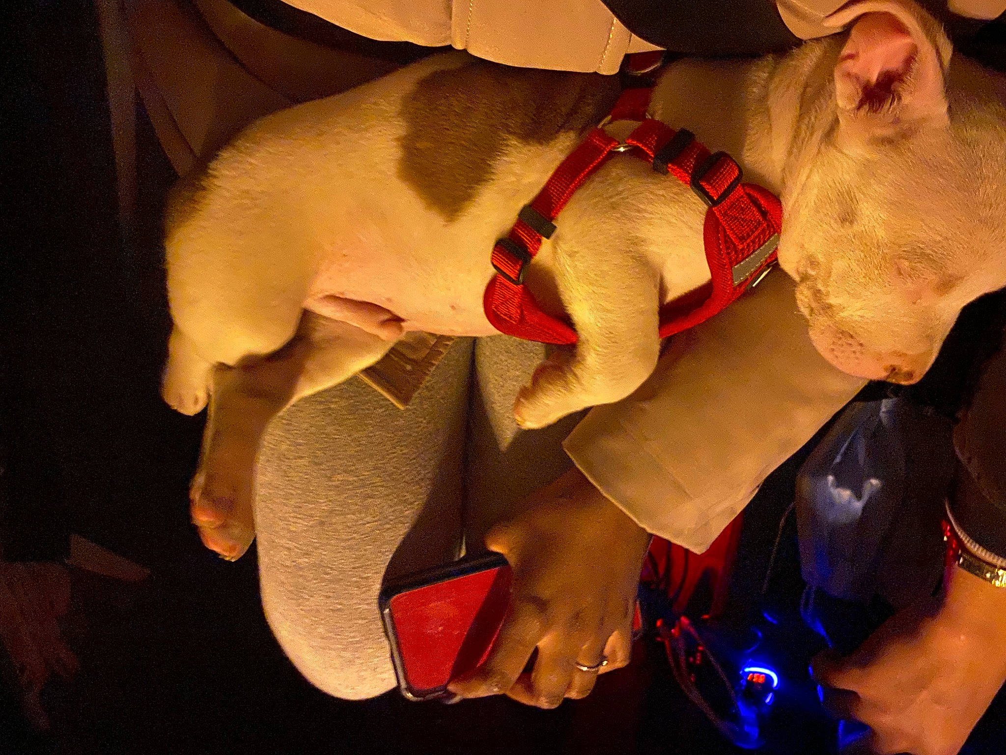 Jaïko participe au concours pour gagner de l'argent avec cette photo : abdomen, animation, carmine, chest, dog, dog_breed, event, fawn, fictional_character, finger, fun, gesture, hat, human_leg, personal_protective_equipment, plush, space, stuffed_toy, thigh, trunk