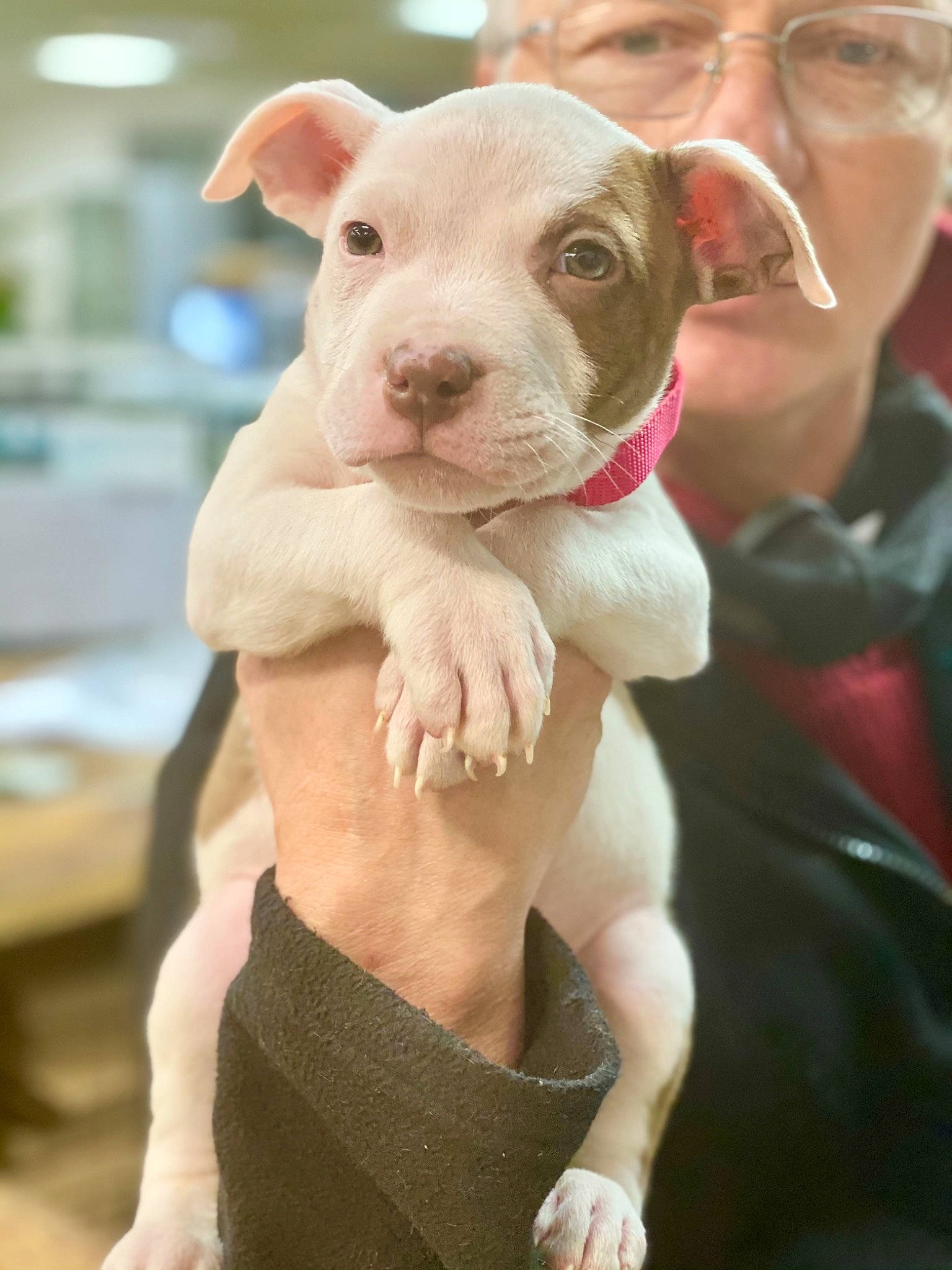 Jaïko a rejoint le concours — aidez-le/la à gagner de superbes lots ! carnivore, companion_dog, dog, dog_breed, ear, eye, eyewear, fawn, gesture, glasses, livestock, neck, nose, organ, photograph, pink, snout, sporting_group, terrestrial_animal, working_animal