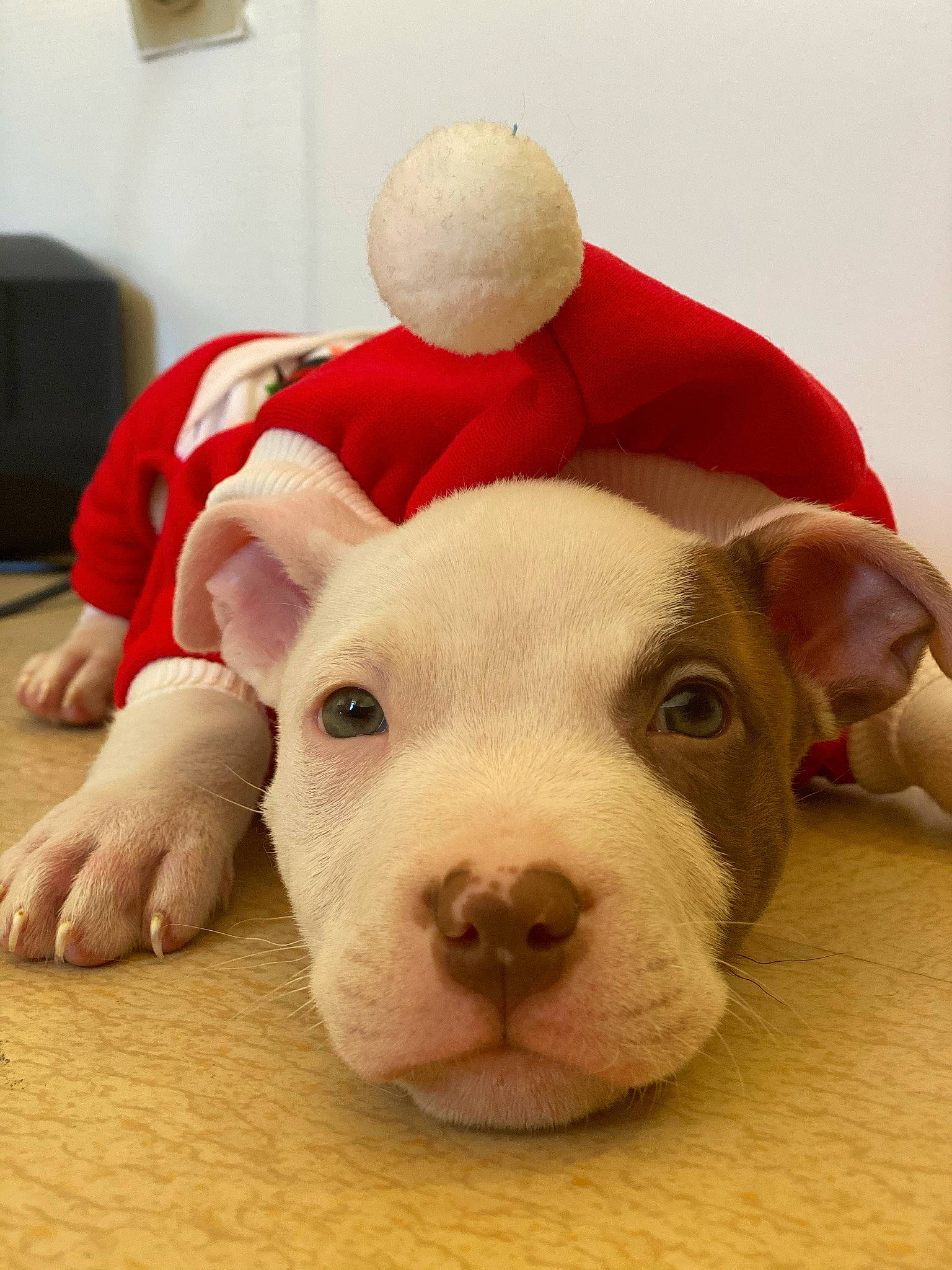 Jaïko participe au concours pour gagner de l'argent avec cette photo : comfort, dog_breed, domestic_pig, ear, eye, fawn, fur, livestock, natural_material, snout, suidae, terrestrial_animal, working_animal