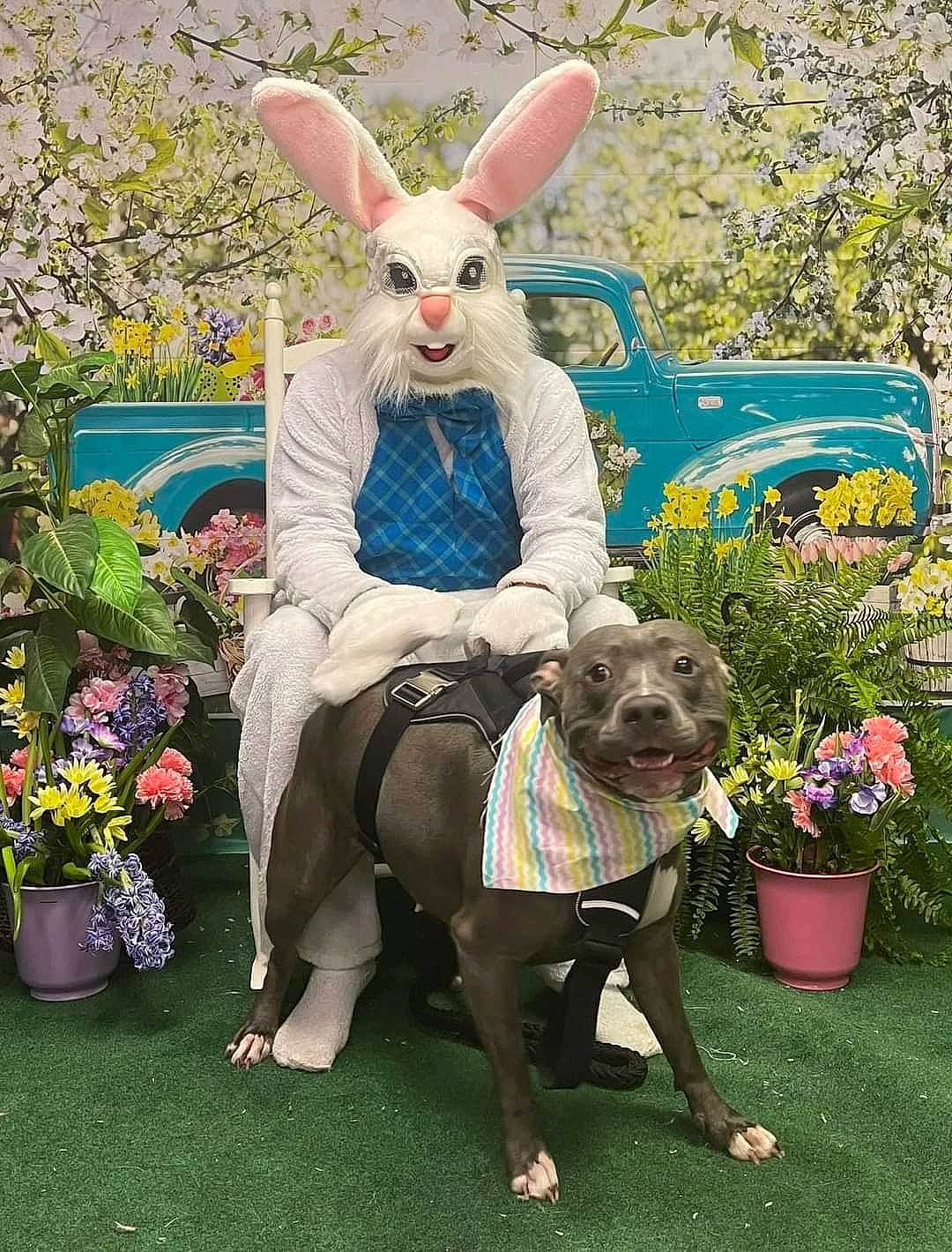 Bella is registered to the contest to win money with this photo: carnivore, companion_dog, dog, dog_breed, event, fawn, flower, flowerpot, grass, hare, houseplant, lawn, mammal, pink, plant, rabbit, rabbits_and_hares, tire, vertebrate, working_animal