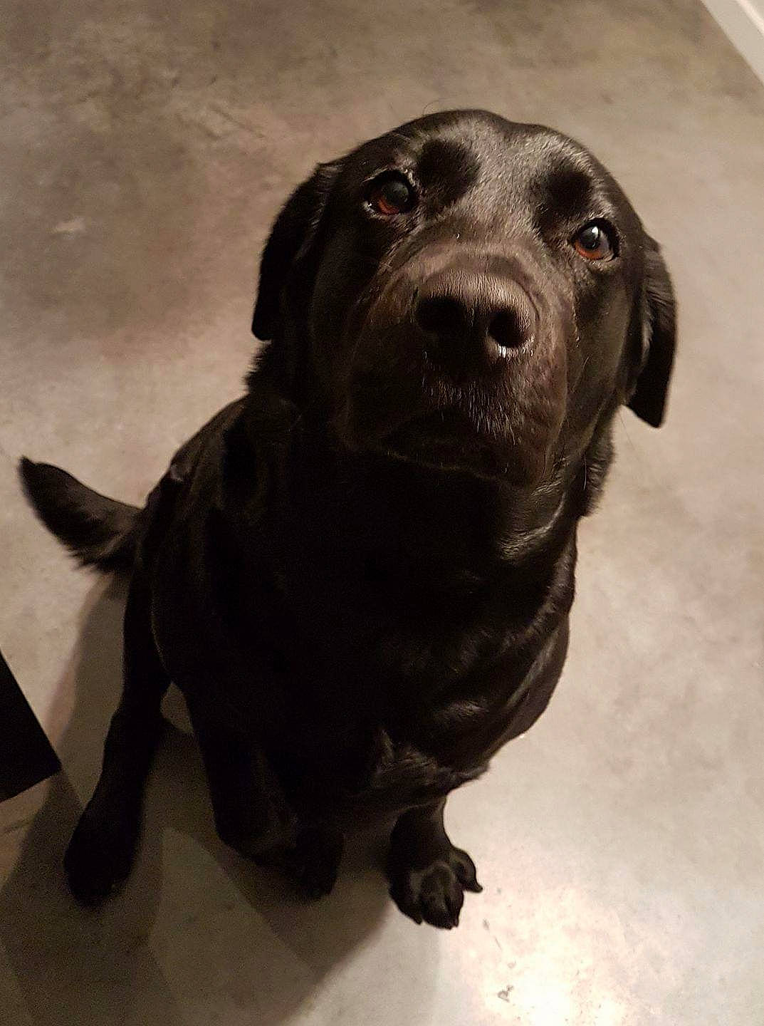 Idole participe au concours pour gagner de l'argent avec cette photo : beagador, borador, canidae, carnivore, companion_dog, dog, dog_breed, flat_coated_retriever, hunting_dog, labrador_retriever, mammal, nose, pointing_breed, retriever, snout, sporting_group, vertebrate, whiskers