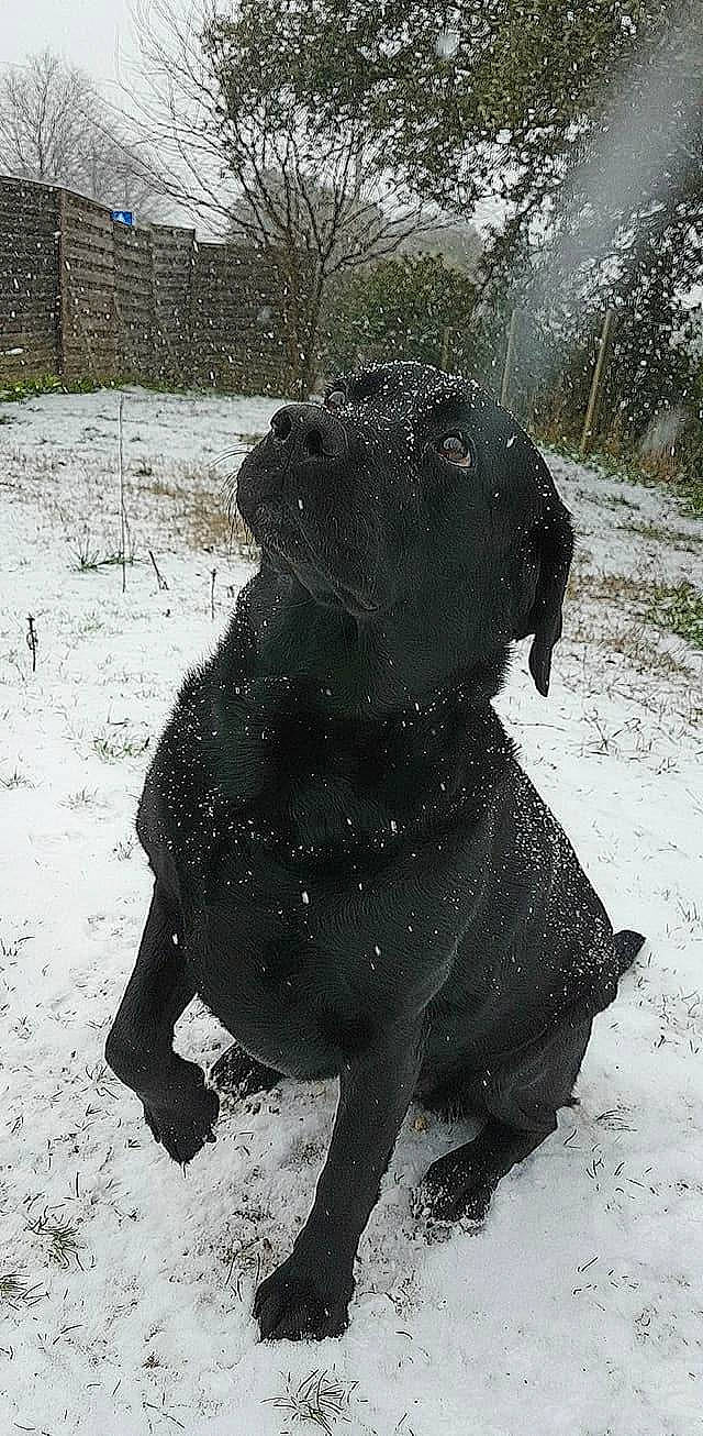 Idole participe au concours pour gagner de l'argent avec cette photo : canidae, carnivore, dog, dog_breed, labrador_retriever, retriever, snout, snow, sporting_group, winter