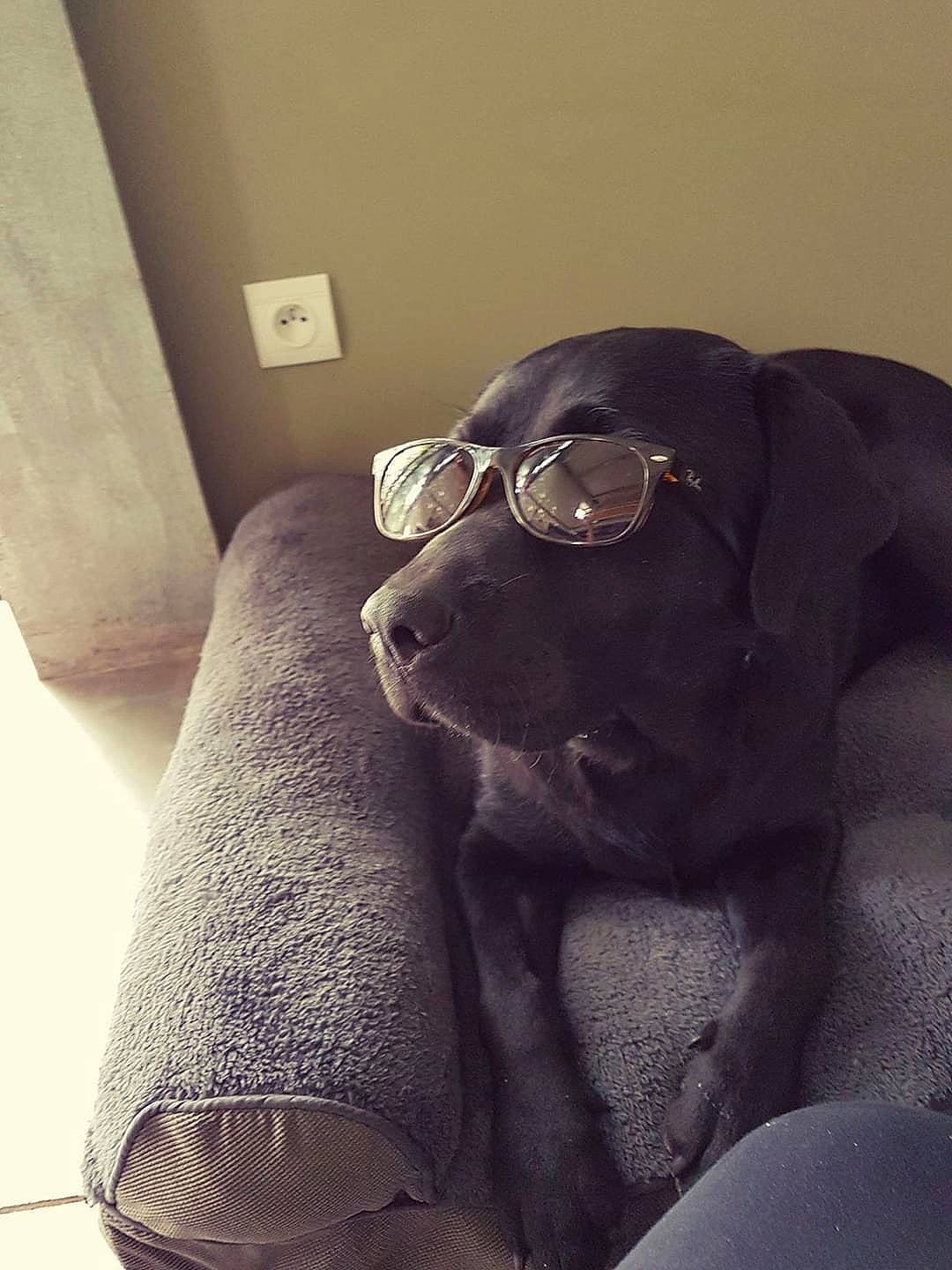 Idole participe au concours pour gagner de l'argent avec cette photo : canidae, carnivore, dog, dog_breed, eyewear, glasses, great_dane, labrador_retriever, nose, puppy_love, snout, sporting_group, sunglasses, vision_care, weimaraner, whiskers