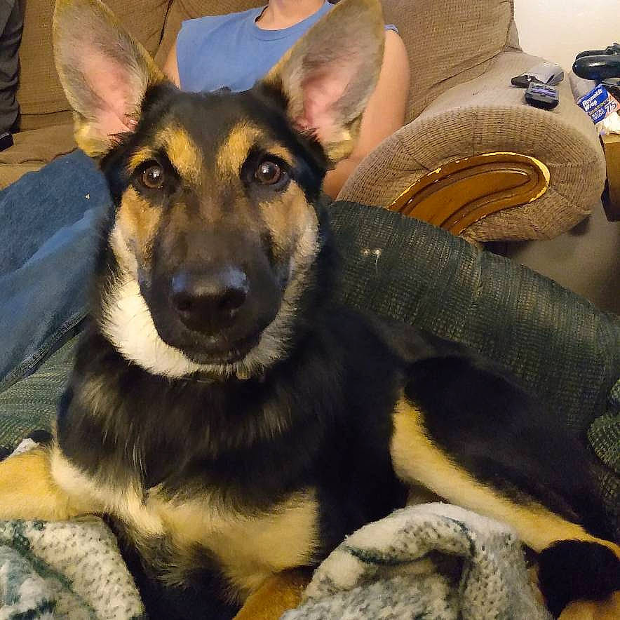 Raven joined the competition — help win amazing prizes! belgian_shepherd_malinois, canidae, carnivore, dog, dog_breed, east_european_shepherd, fawn, german_shepherd_dog, king_shepherd, kunming_wolfdog, mammal, old_german_shepherd_dog, police_dog, rare_breed_dog, shiloh_shepherd_dog, snout, vertebrate, whiskers, working_dog