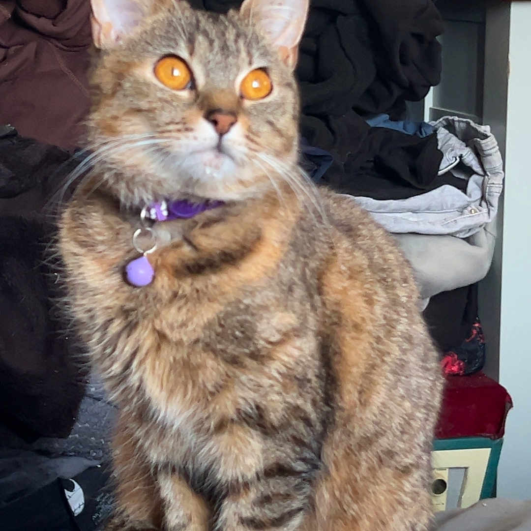 Simba