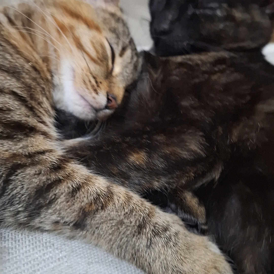 Raven And Simba