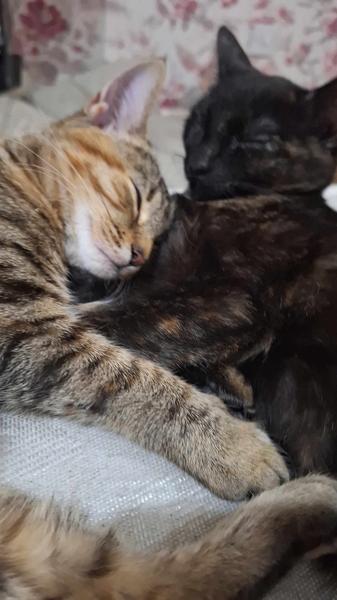 Raven And Simba