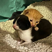 Carmel And Patch joined the competition — help win amazing prizes! animal, baby_animal, black_and_white_puppy, blanket, companions, cozy, cute, fur, indoor, kitten, orange_kitten, pet, puppy, resting, sleepy, small, snuggling, soft, warm, young