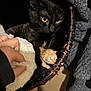 Carmel And Patch joined the competition — help win amazing prizes! animal, basket, black_cat, blanket, caring, closeup, cozy, dark_background, domestic_cat, feline, fur, hand, indoor, kitten, mammal, nest, newborn, pet, soft_texture, yellow_eyes