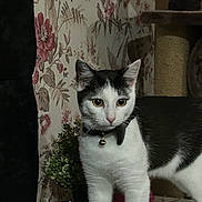 Junior joined the competition — help win amazing prizes! animal, bell, black_and_white, cat, cat_tree, collar, curious, domestic, ears, eyes, feline, flower_pattern, fur, indoor, pet, plant, standing, table, wallpaper, whiskers