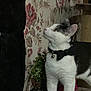 Junior joined the competition — help win amazing prizes! animal, bell_collar, bow_tie, cat, close_up, curious, cute, decor, domestic, feline, floral_wallpaper, furniture, houseplant, indoor, looking_up, ornament, pet, standing, tuxedo_cat, white_and_black_fur