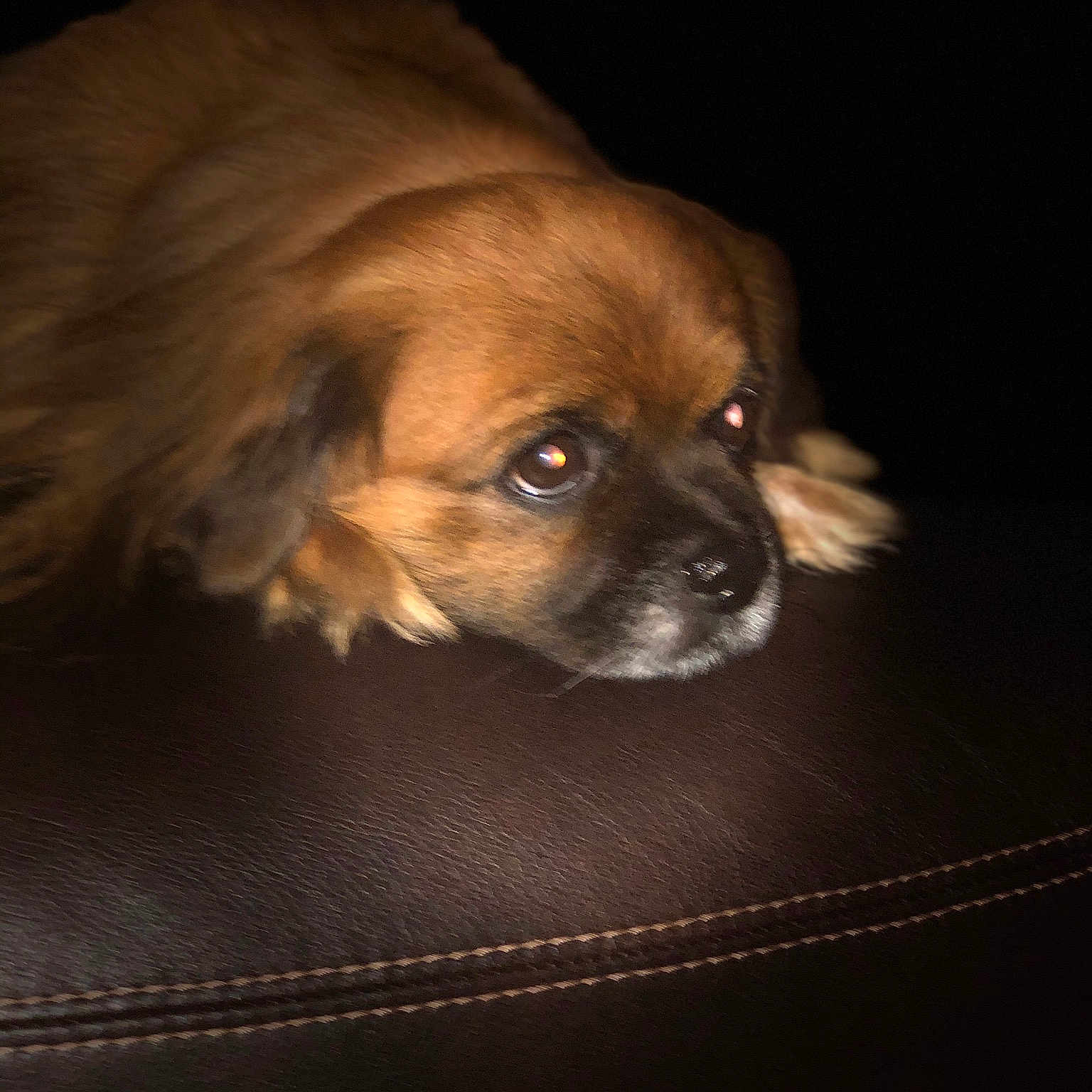 Teddie