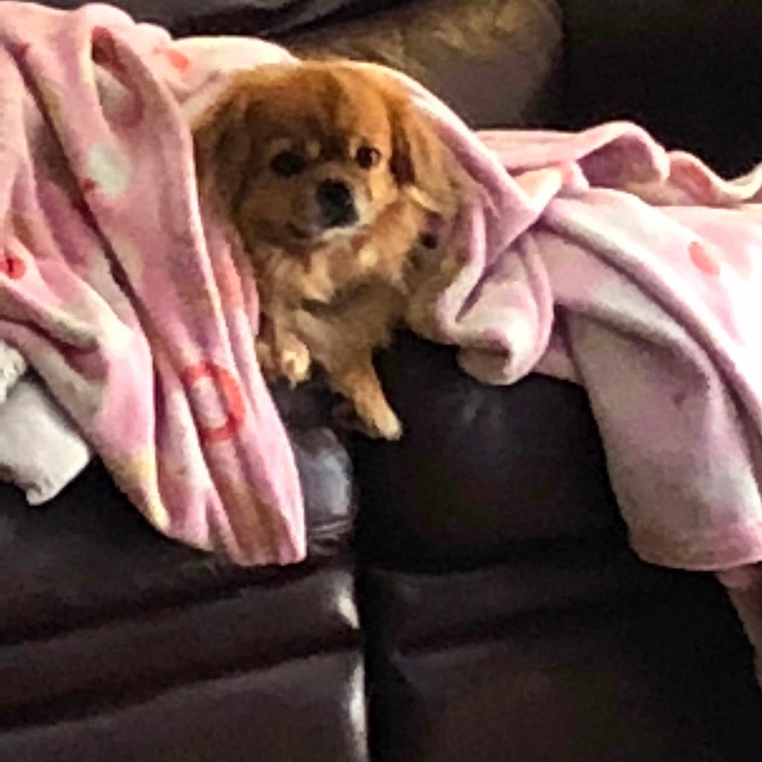Gizmo