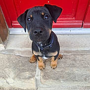 Arlo participe au concours pour gagner de l'argent avec cette photo : adorable, animal, black, brown, collar, cute, dog, door, ears, looking_up, outdoor, paws, pet, puppy, red_door, sitting, step, stone, whiskers, young