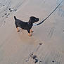 Arlo a rejoint le concours — aidez-le/la à gagner de superbes lots ! alert, animal, beach, black_dog, canine, daytime, dog, leash, nature, outdoor, pet, puppy, rocks, sand, shore, small_dog, standing, tan_paws, walking, young_dog