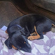 Arlo participe au concours pour gagner de l'argent avec cette photo : animal, black_and_tan, blanket, car_floor, collar, cozy, cute, dog, fur, indoors, mammal, paw, pet, puppy, relaxed, resting, sleeping, small_dog, star_pattern, young_dog