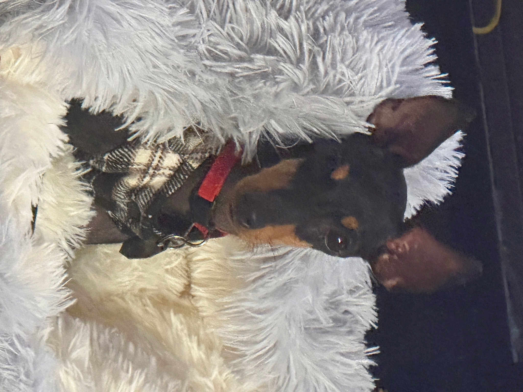Bindi