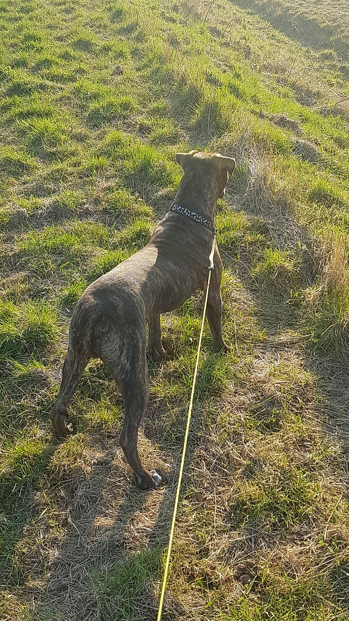 Maximus joined the competition — help win amazing prizes! art, canidae, carnivore, dog, dog_breed, grass, grassland, groundcover, hunting_dog, leash, pasture, plant, shadow, soil, sporting_group, tail, terrestrial_animal, wildlife, working_animal, working_dog