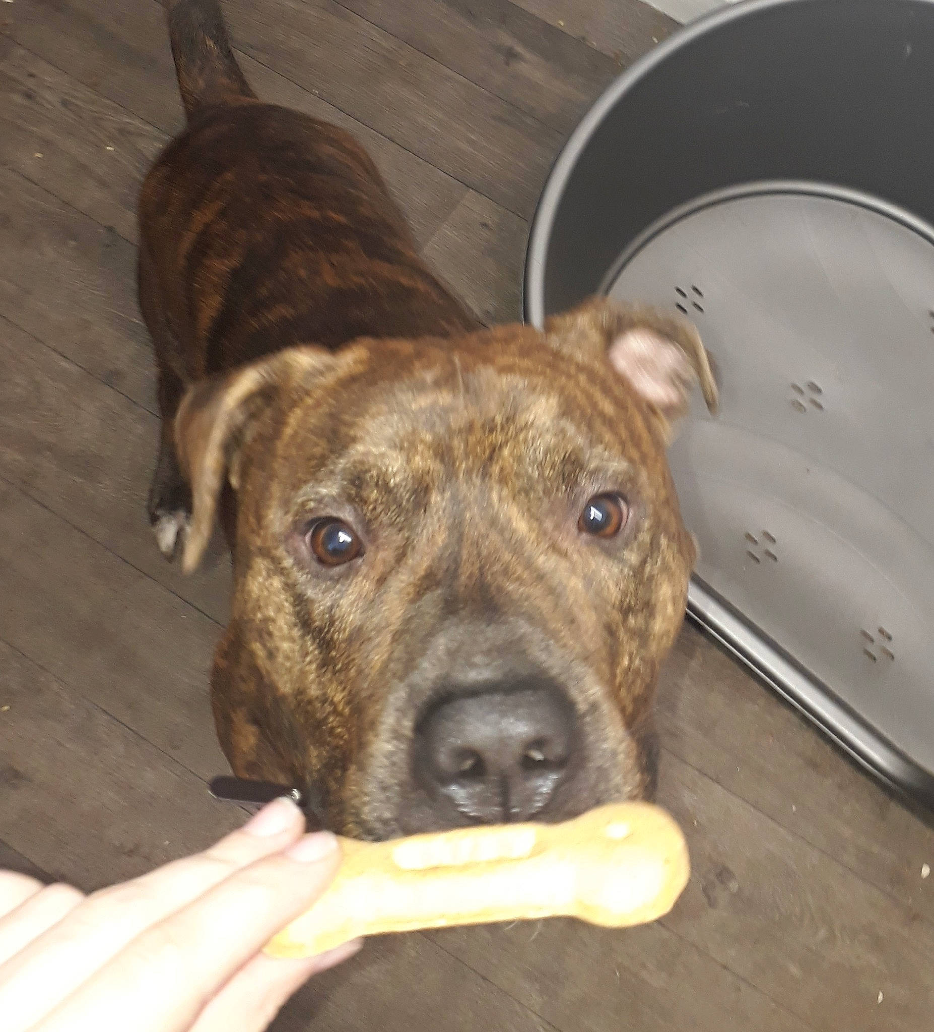 Maximus joined the competition — help win amazing prizes! canidae, carnivore, collar, companion_dog, dog, dog_breed, dog_collar, dog_supply, ear, eye, fawn, guard_dog, liver, pet_supply, plate, snout, sporting_group, terrestrial_animal, whiskers, working_animal