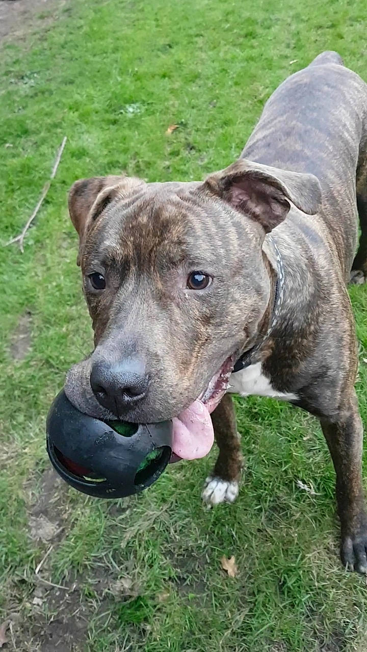 Maximus is registered to the contest to win money with this photo: ancient_dog_breeds, canidae, carnivore, collar, companion_dog, dog, dog_breed, dog_collar, fawn, grass, hunting_dog, non_sporting_group, snout, sporting_group, terrestrial_animal, terrier, whiskers, working_animal, working_dog