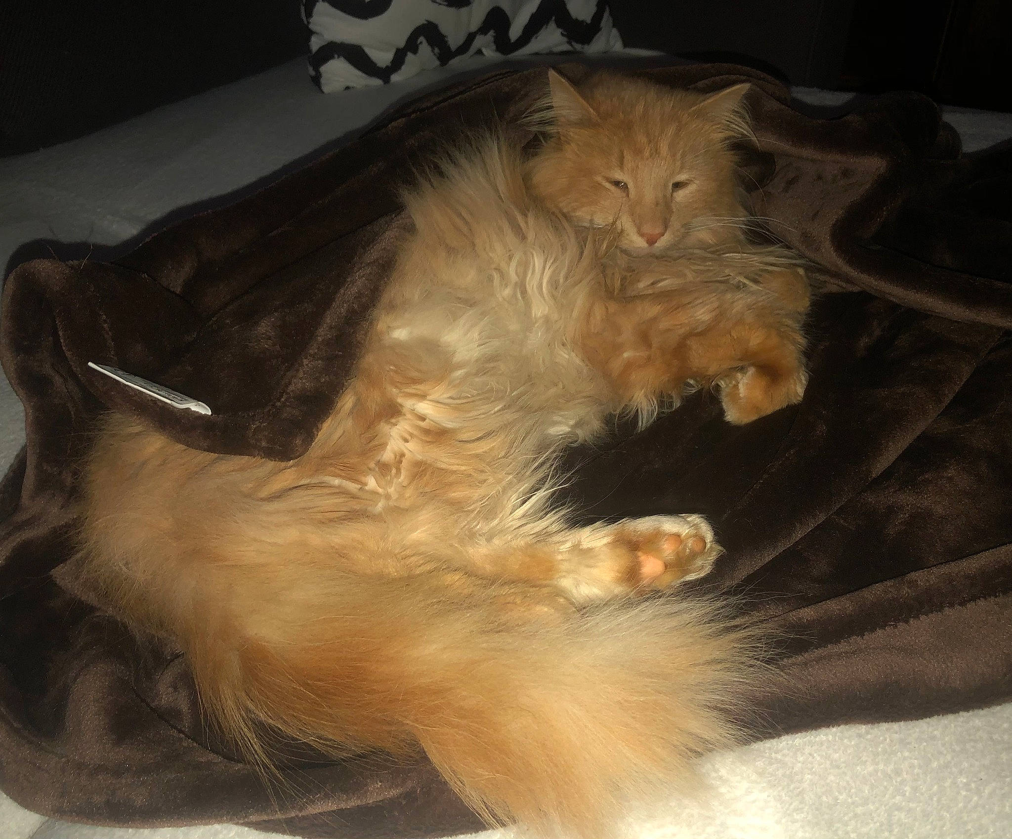 Poopy participe au concours pour gagner de l'argent avec cette photo : canidae, carnivore, claw, companion_dog, dog, dog_breed, fawn, felidae, fur, lap, liver, paw, small_terrier, snout, sporting_group, tail, terrestrial_animal, whiskers