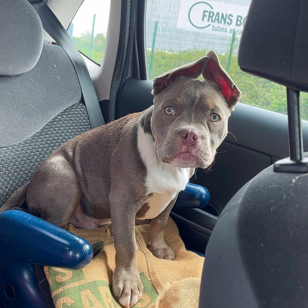 Baloo a rejoint le concours — aidez-le/la à gagner de superbes lots ! animal, booster_seat, burlap_sack, car, curious, dog, ears, face, gray, interior, looking, pet, puppy, seat, seatbelt, sitting, transportation, white, window, young_dog