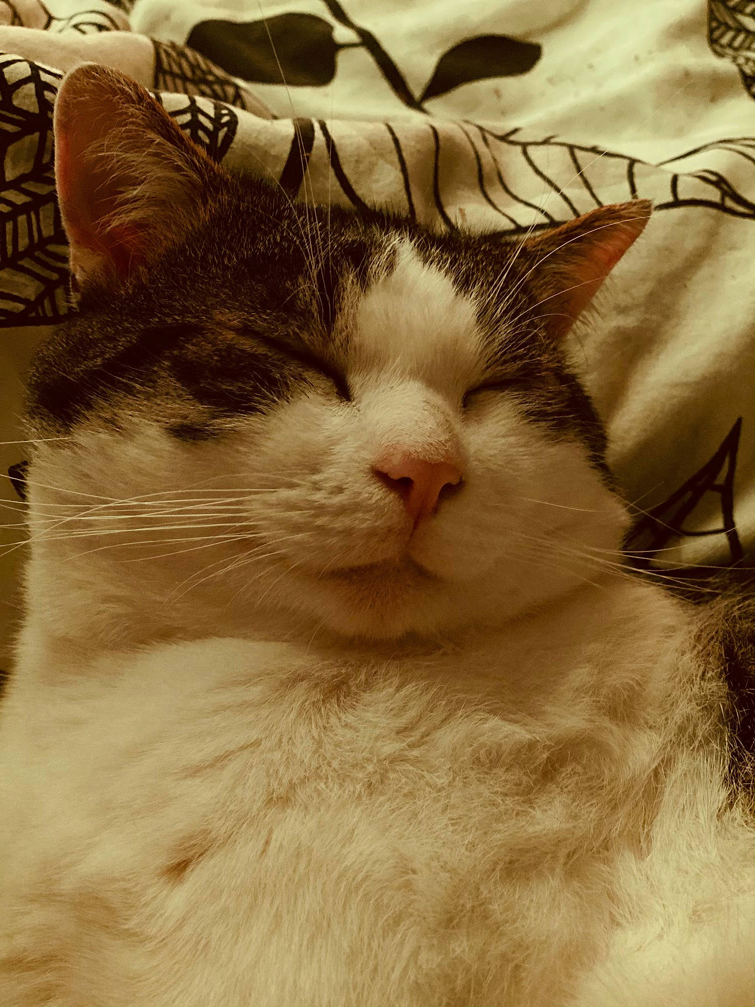 Tigrou participe au concours pour gagner de l'argent avec cette photo : aegean_cat, american_wirehair, asian, carnivore, cat, close_up, domestic_short_haired_cat, european_shorthair, eye, felidae, fur, kitten, nose, small_to_medium_sized_cats, snout, turkish_van, whiskers