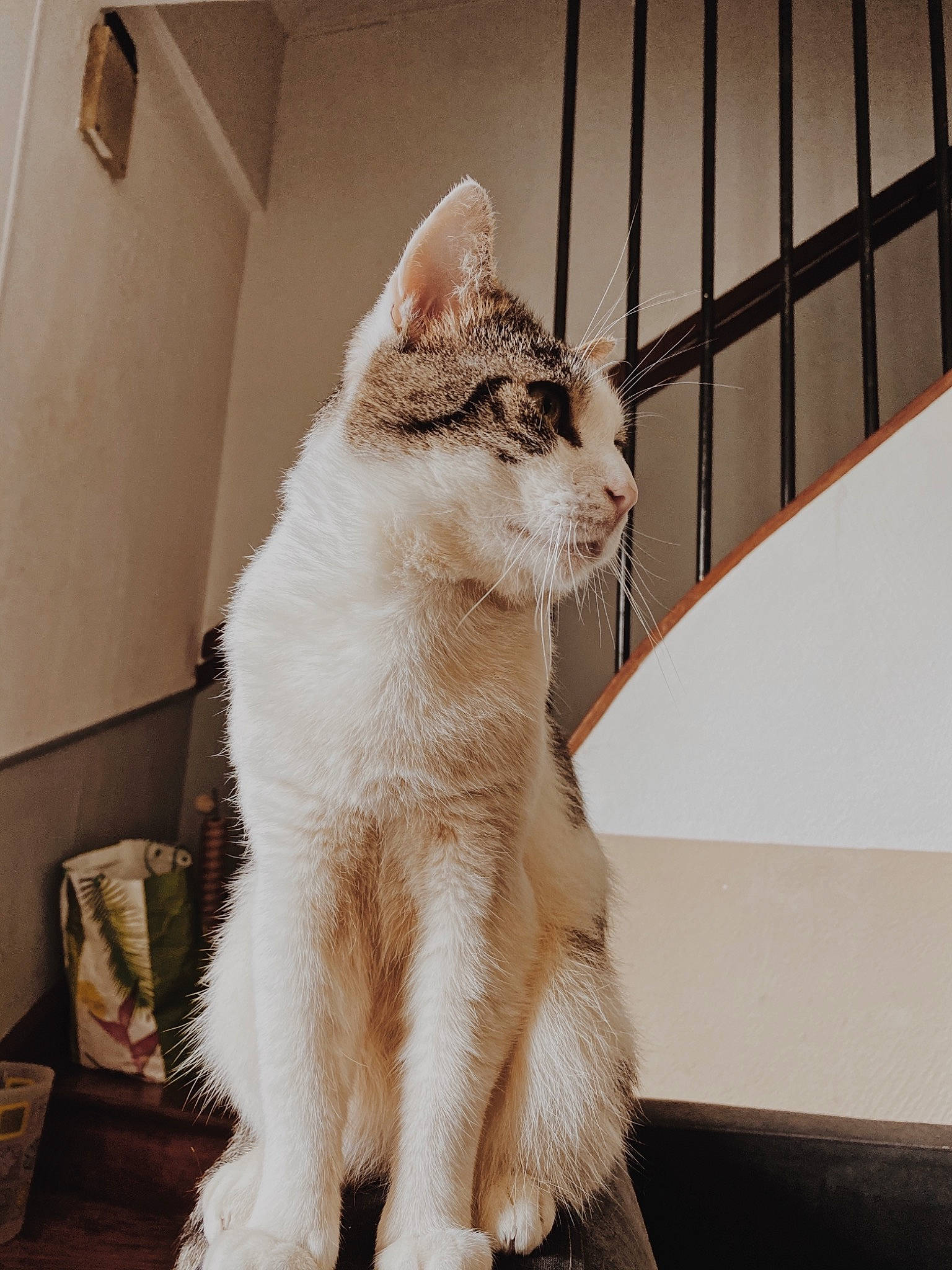 Tigrou a rejoint le concours — aidez-le/la à gagner de superbes lots ! aegean_cat, asian, carnivore, cat, european_shorthair, fawn, felidae, fur, kitten, mammal, ojos_azules, paw, polydactyl_cat, small_to_medium_sized_cats, tail, turkish_angora, turkish_van, vertebrate, whiskers