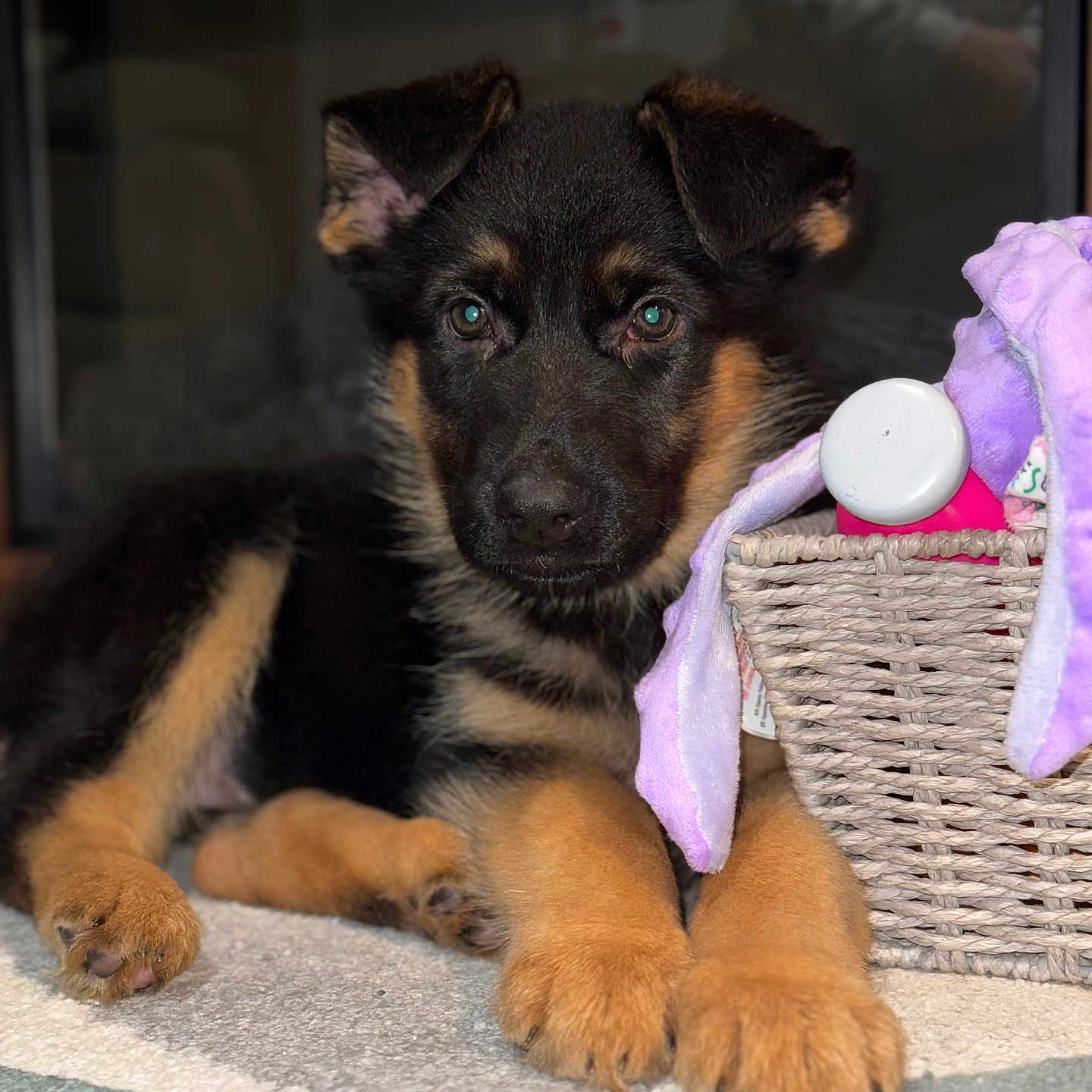 Piper is registered to the contest to win money with this photo: adult, animal, ball, basket, canine, couch, dog, germanshepherd, hound, husky, male, man, person, pet, puppy, snout, sport, tennis, tennisball, terrier