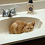 cat, sink, bathroom, faucet, soap_bottle, orange_cat, sleeping, pet, domestic_animal, countertop, relaxing, white_sink, closed_eyes, fur, cute, animal, indoor, resting, clean, quiet