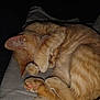 cat, orange_tabby, sleeping, curled_up, paw, fur, whiskers, tail, pet, animal, cozy, resting, cute, domestic_cat, feline, soft, claws, indoors, quiet, relaxed