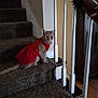 animal, carpeted_stairs, cat, curious, decorations, domestic_cat, feline, festive, garland, holiday_decor, home, indoor, looking, orange_cat, pet, railing, red_dress, sitting, staircase, wooden_floor