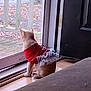 cat, pet, indoors, clothing, costume, glass_door, autumn, leaves, floor, window, door, sitting, looking_outside, orange_cat, feline, home, quiet, cozy, curious, animal
