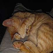 Pixie is registered to the contest to win money with this photo: cat, ginger_cat, sleeping, curled_up, paw, pink_paw_pads, fur, cozy, cute, pet, animal, domestic_cat, resting, feline, whiskers, tail, indoor, close_up, soft, quiet