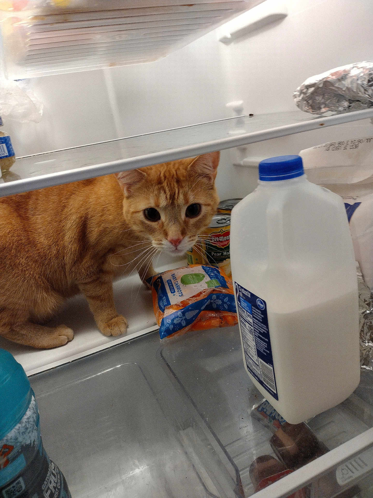 Pixie is registered to the contest to win money with this photo: cat, orange_tabby, fridge, milk_jug, baby_carrots, canned_goods, curious, pet, indoor, food, dairy, refrigerator_shelf, whiskers, animal, domestic_cat, household, snack, milk, container, plastic_bottle