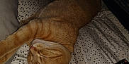 Pixie joined the competition — help win amazing prizes! cat, sleeping, bed, blanket, remote_control, pen, domestic_animal, indoor, resting, orange_cat, pet, feline, cozy, polka_dot, fabric, cute, relaxation, collar, night, home
