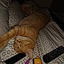 cat, sleeping, bed, blanket, remote_control, pen, domestic_animal, indoor, resting, orange_cat, pet, feline, cozy, polka_dot, fabric, cute, relaxation, collar, night, home