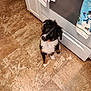 Loki is registered to the contest to win money with this photo: puppy, dog, kitchen, tile_floor, curious, black_fur, white_fur, brown_fur, oven, holiday_towel, festive, indoor, pet, flooring, appliance, cute, sitting, young_dog, looking_up, small_dog