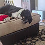 dog, couch, toy, red_toy, carpet, indoor, furniture, relaxed, pet, black_and_white_dog, head_down, living_room, home, resting, canine, domestic_animal, sleepy, furry, collar, household